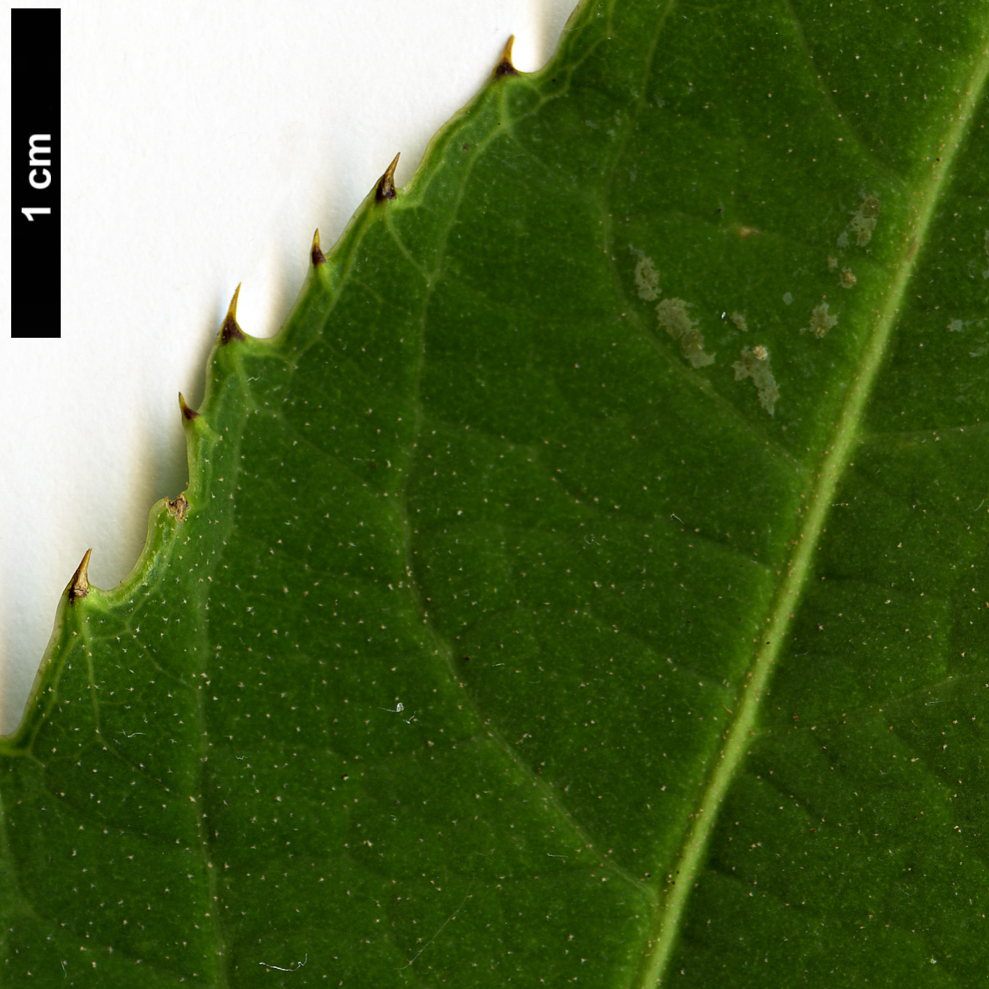 High resolution image: Family: Araliaceae - Genus: Brassaiopsis - Taxon: hispida
